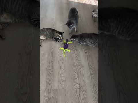 funny  3 cats 🤪🤪🤪🤪🤪🤪🤪🤪🤪🤪🤪🤪🤪🤪