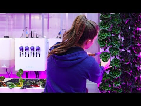 Freight Farms allows crops to be grown inside shipping containers