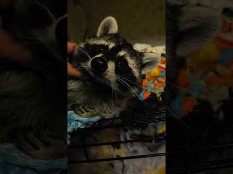 Tigger The Raccoon Loven Snacks & Getting Lovens! 🦝 #RACCOONLIVESMATTER #furbaby #wildlife #raccoon