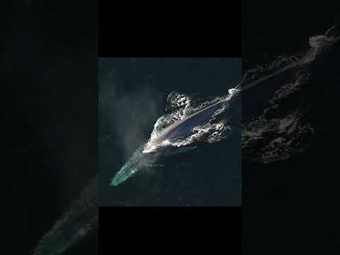 The BIGGEST Whale! 🐳 #shorts #animals #animalfacts