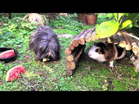 Guinea Pigs Enjoying Watermelon Free range guinea pigs Daisy and new girl Willow have some melon in the garden. Willow was unusually