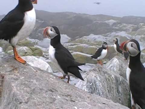 Puffin Movie (25)