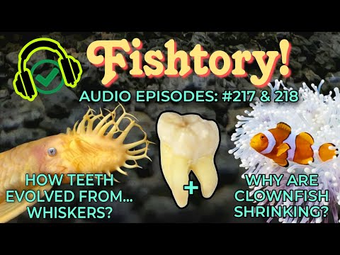 AUDIO FISHTORY! #217 + #218: Did Our Teeth Evolve  Join us on Fishtory!  Discord
https_//discord.gg/fTB6FHKHPf

The BRAND NEW FISHTORY DISCORD_
All my 