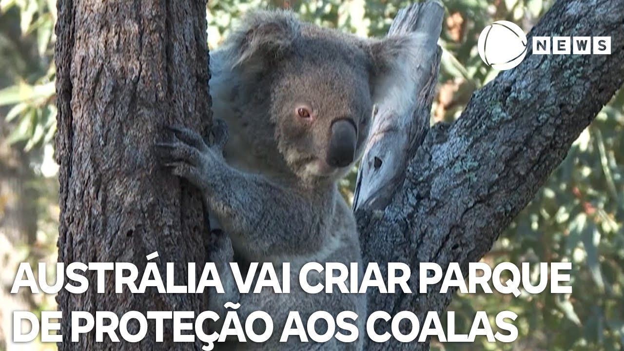 Parque de proteção aos coalas será criado na Austrália