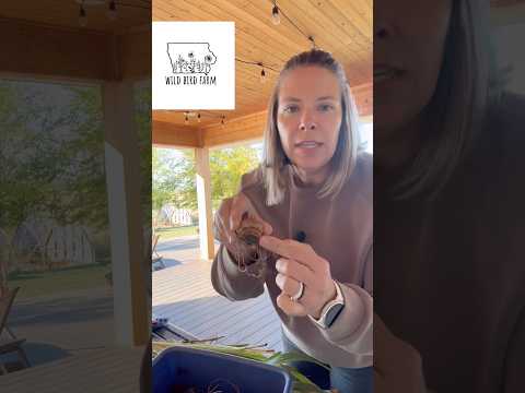 How to prep your glads for storage : Zone 5 : #gardening #flowerfarm #garden : gladiolus: gladiola: