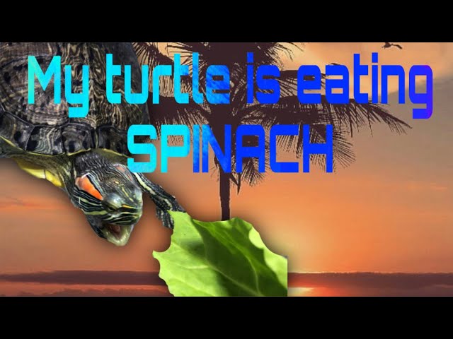Can Turtles Eat Spinach?