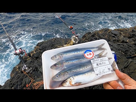【衝撃】スーパーの半額イワシを投げたら８キロ越え超巨大魚と大格闘に！