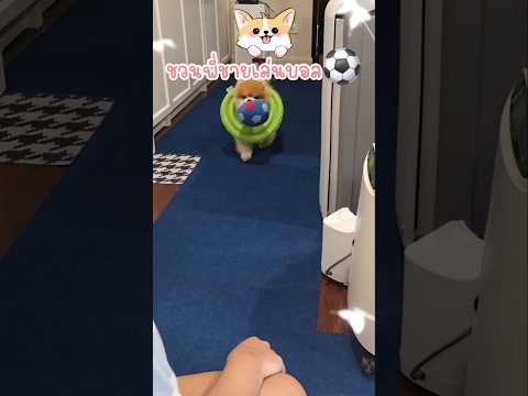 อาการดีขึ้นปุ๊บ ก็ชวนเล่นบอลปั๊บ! ⚽️⚽️ #dogshorts #doggielife #pets #cutedog