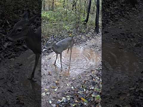 Injured Doe Finds Joy in the Rain | Sweet Deer Playing in Puddle ❤️🌧️#shorts