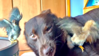 動画サムネイル