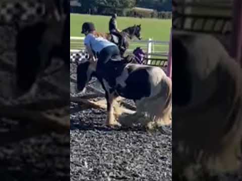 My bad bro #horse #equestrianjourney #horseenthusiast #equestrian #horsefan #pony