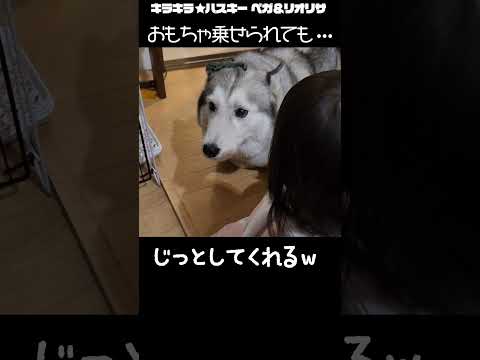 1歳児に優しいワンコw