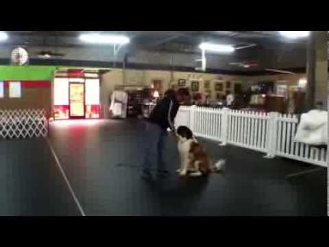 Jax Ford, St. Bernard Puppy, Therapy Dog Training Charlotte North
Carolina