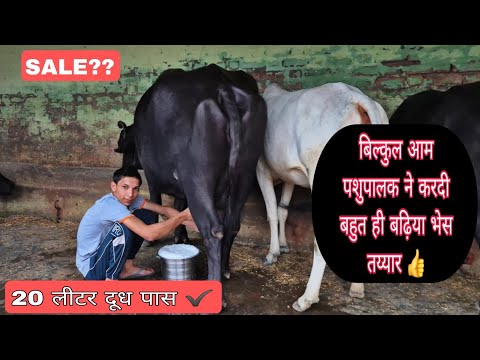 बिल्कुल आम पशुपालक ने करी मेहनत और दिखाई 1 अच्छी भेस 20 लीटर दूध वाली तय्यार #पशुपालक #20किलोवालीभेस