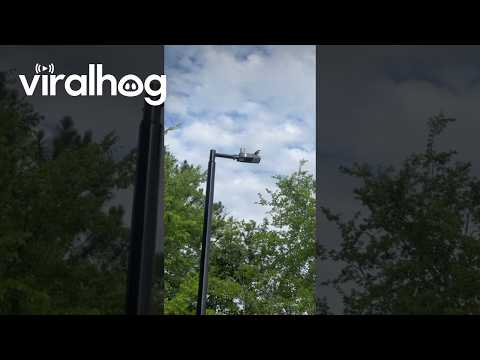 Man Has Beef With Bird || ViralHog