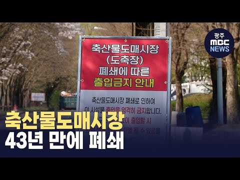 [대구] 축산물도매시장 43년 만에 문 닫아, 부산물 상인들 "물건 없어 장사 접어야 " (뉴스투데이 2024.04.03 광주MBC)