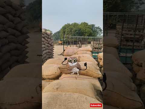 🤣funny owl dancing #owl #dance#catdance #cat #funny #memes #love #comedy #viral #shorts