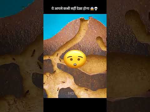 chinti ka Ghar bahut bada hota Hai #Chinti #Ghar #amazing