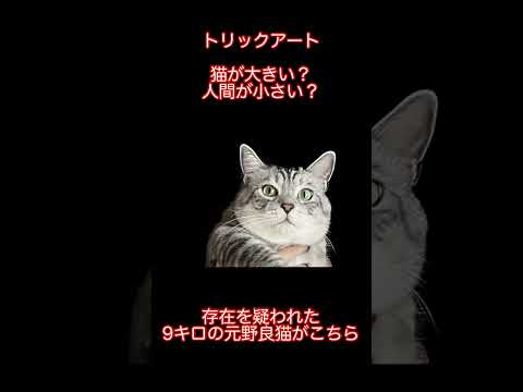 トリックアート?存在を疑われた元野良猫の姿