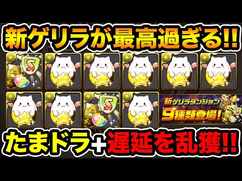 【新ゲリラ】超たまドラ祭がクソ美味い！簡単周回で遅延耐性たまドラを大量GETしよう！【スー☆パズドラ】