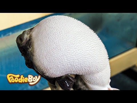 Amazing Skills of Blowfish Toxic Cleaning and Lobster - Korean street food