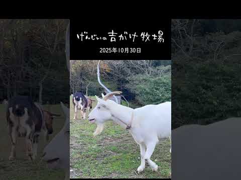 ヤギ山羊goat #shorts 手作りヤギ牧場