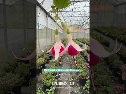 🌸 Fuchsia ‘Kegworth Carnival’ : La floraison précoce qui fait le show ! 🎉 #fuchsiaflower #jardin