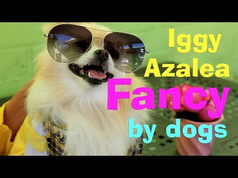 Iggy Azalea - Fancy (Puppy & Doggy Parody) - UCPIvT-zcQl2H0vabdXJGcpg