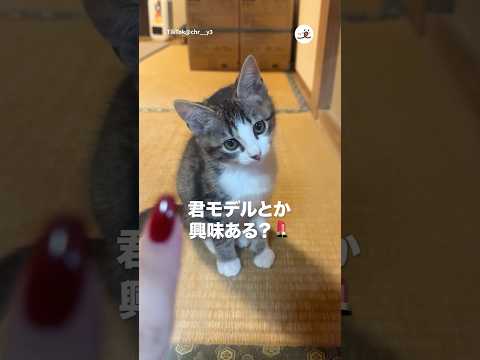 猫の動画サムネイル - 【発掘】可愛い子をスカウトしました｜PECO