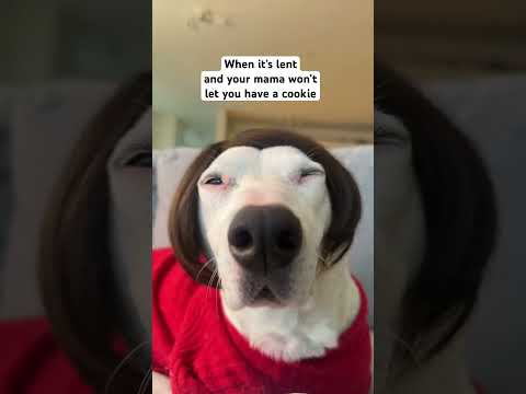 No cookie #lent #memes #funny #cute #doggy #karen #shorts #dogshorts #wtf