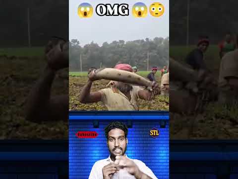 হাতে করে মাছ ধরার এই টেকনিক দেখলে অবাক হবে 😱🐟 #youtubeshorts #viralvideo #trendingnow #samtheloser