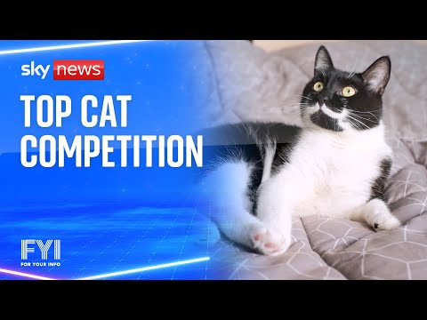 FYI: Top cat competition