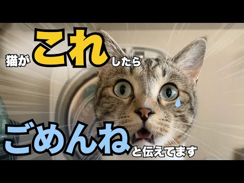 猫が見せる“ごめんね”サイン5つとその意味｜保護猫の気持ちを知る サムネイル