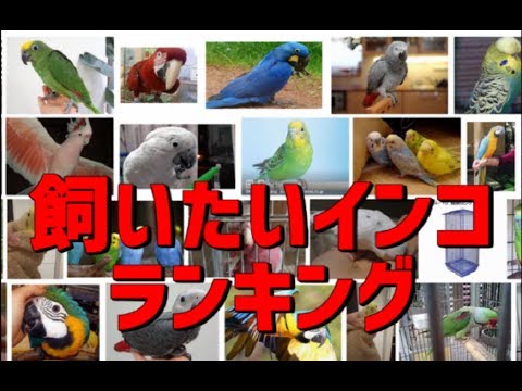 カラスの飼いたい大型、中型インコランキング