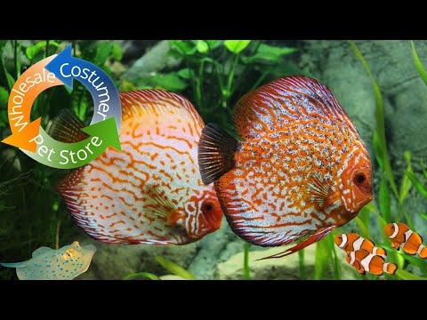 How A Pet Fish Delivers To Your Door Step (The Who Everything Fish_ https_//www.youtube.com/channel/UCs2gN2nhQeTzzbckOPWLXEA/featured
-----------------