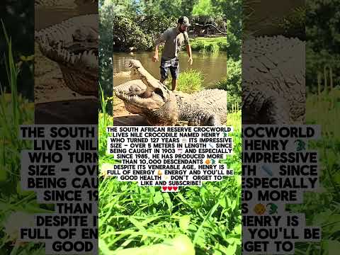 The Nile Crocodile Named Henry Turned 127 Years Old