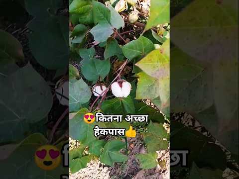 कितना बड़ा कपास का खेत है 👍👍👍😍😍😀😀 #love #song #bolleywoodsong #travelblog