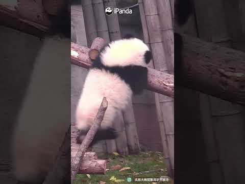 What Just Happened? How Did Qi Yi Disappear? | iPanda #shorts