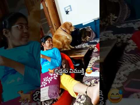 నువ్వు 🐕రాలేవురా 😂😂🤣🤣/#funny #funnydog #cuteanimal