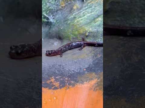 Mysterious creature, what is this? ￼