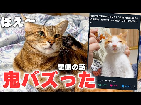 保護した子猫のツイートが空前絶後の大バズりかましてた件について