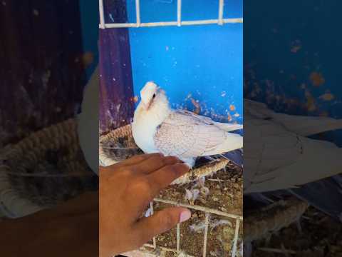 How to take care of baby pigeons pigeonbaby #racingbaby