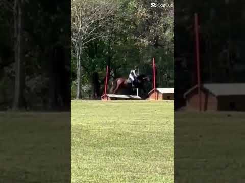 AMAZING boy today #horse #equestrianjourney #eventing  #equestrian