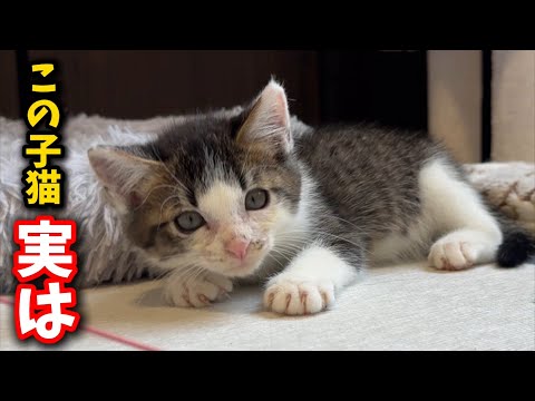 猫の動画サムネイル - 鳴きもしない大人しい子猫、実は…