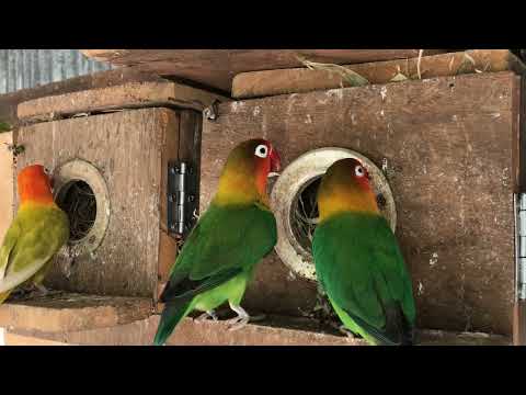 Colorful Lovebirds Nesting Together , Lovebirds Sounds #birds #lovebirds #cute #nature