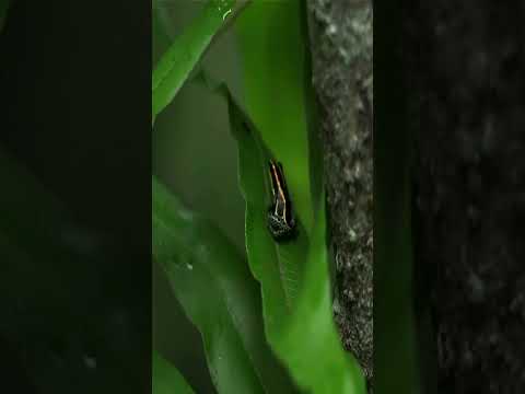 🌳அமேசான் மழைக்காட்டின் அற்புதங்கள்!😱 | Amazing Amazon Rainforest | #shorts | Tamil Ultimate