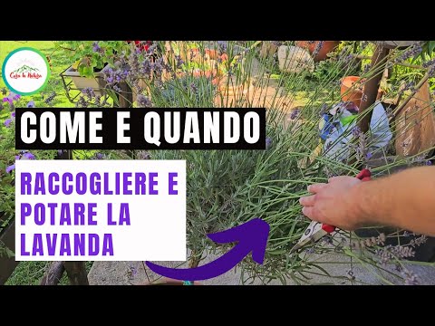 Lavanda - Come E Quando Raccoglierla per ESSICCARE LA LAVANDA