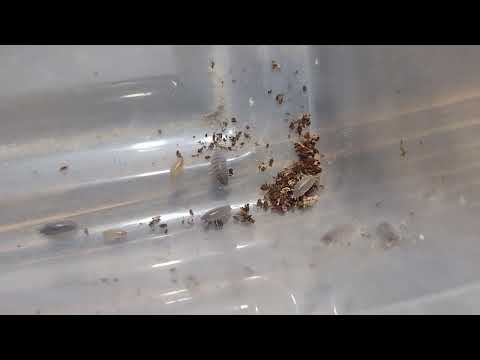 Isopod clean up day #isopod 