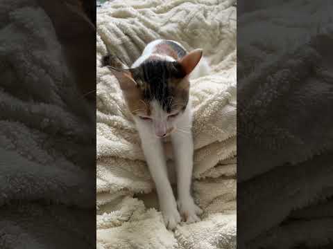 Matcha’s tired from making biscuits.🥖💪🏻#cat #kitten #catshorts