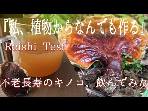 レイシは本当に効く?|森で拾った“不老長寿のキノコ”を煎じて飲んでみた(Reishi Mushroom Test)